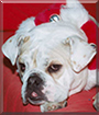 Junebug the English Bulldog