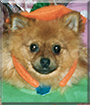 Precious the Pomeranian