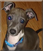 Winter the Italian Greyhound