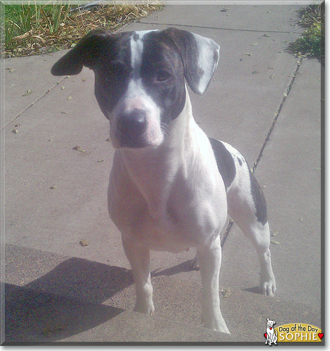 Sophie the Pitbull, German Shorthair Pointer mix, the Dog of the Day