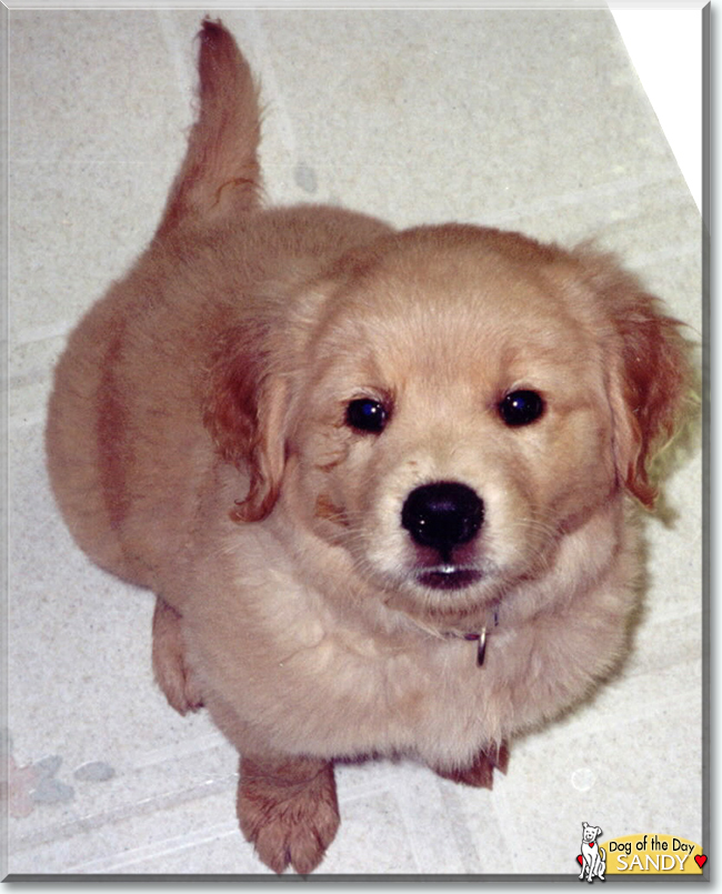 Sandy the Golden Retriever, the Dog of the Day