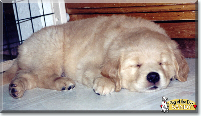 Sandy the Golden Retriever, the Dog of the Day