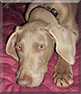 Ivan the Weimaraner