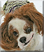 Sammie the Cavalier King Charles Spaniel