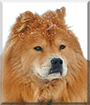 Foxy Bear the Chow Chow