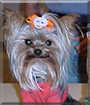 Peanut the Yorkshire Terrier