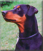 Nero the German Pinscher