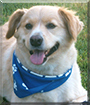 Buffett the Golden Retriever, Border Collie mix