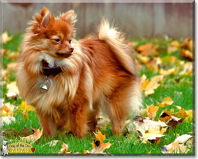 Zuzu the Pomeranian, the Dog of the Day