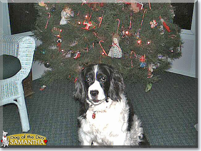 Samantha the Springer Spaniel, the Dog of the Day
