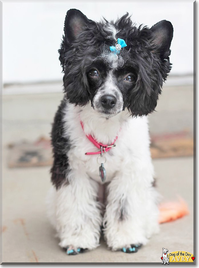 Avry the Powderpuff Chinese Crested, the Dog of the Day