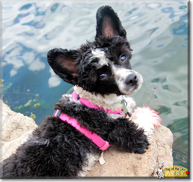 Avry the Powderpuff Chinese Crested, the Dog of the Day