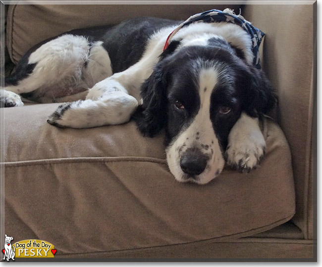 Pesky the Springer Spaniel, the Dog of the Day