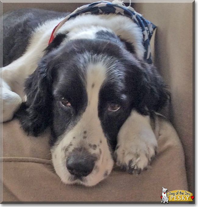 Pesky the Springer Spaniel, the Dog of the Day