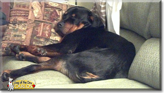 Carlos the Rottweiler, the Dog of the Day