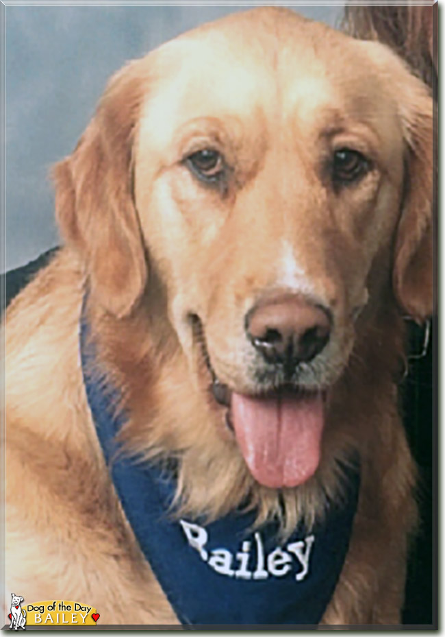 Bailey the Golden Retriever, the Dog of the Day