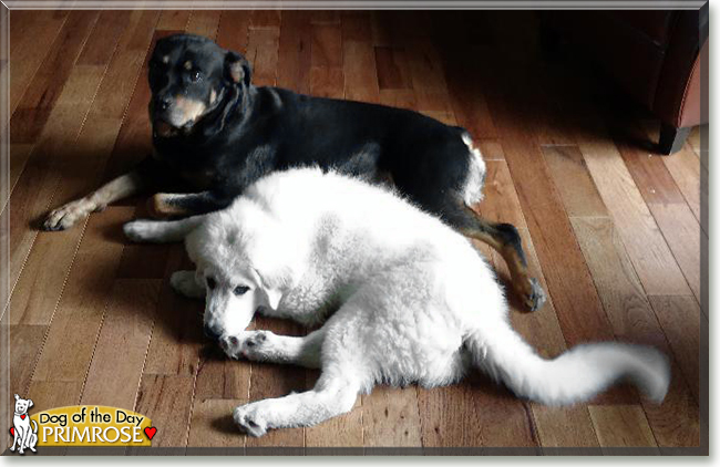 Primrose the Great Pyrenees, the Dog of the Day