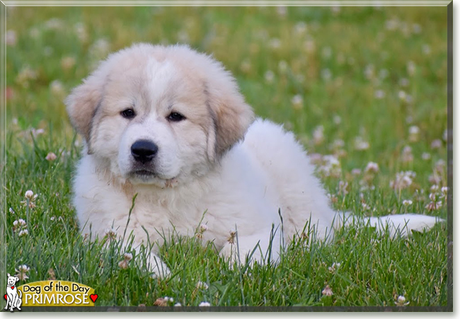 Primrose the Great Pyrenees, the Dog of the Day