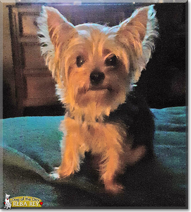 Reba Rey the Yorkshire Terrier, the Dog of the Day