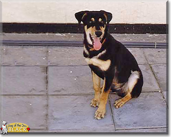 Black the Doberman Pinscher, the Dog of the Day