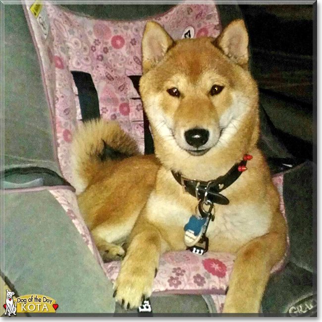 Kota the Shiba Inu, the Dog of the Day