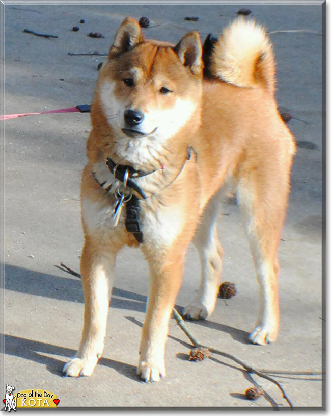 Kota the Shiba Inu, the Dog of the Day