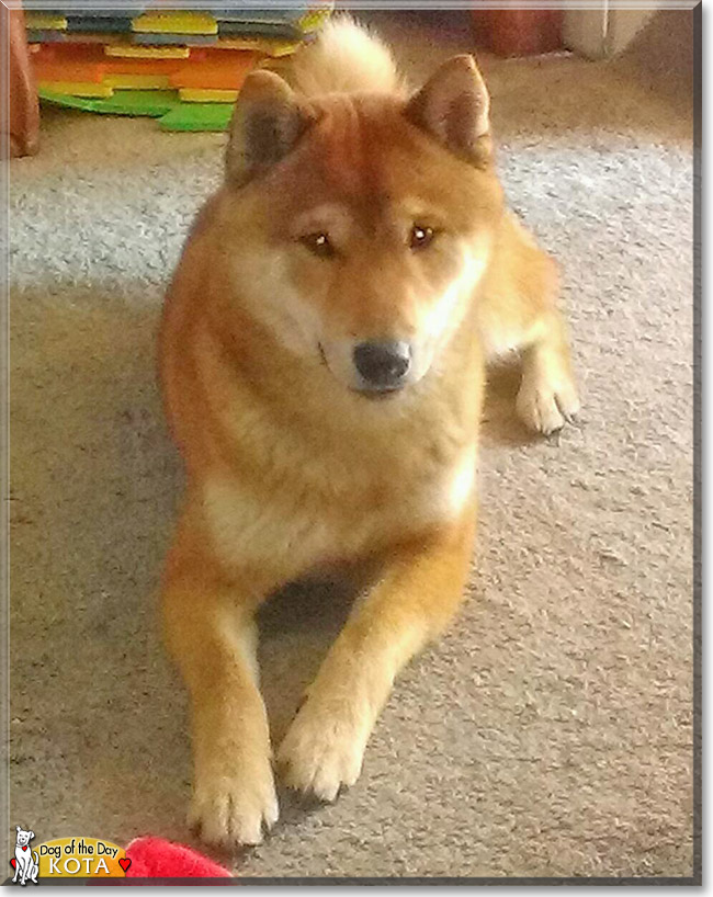 Kota the Shiba Inu, the Dog of the Day