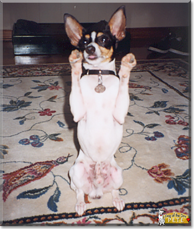 Pete the Toy Fox Terrier, the Dog of the Day