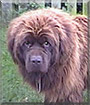 Bungle the Newfoundland