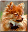 Zuzu the Pomeranian