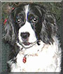 Samantha the Springer Spaniel