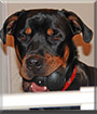 Carlos the Rottweiler