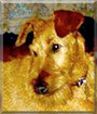 Meghan the Irish Terrier