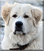 Primrose the Great Pyrenees