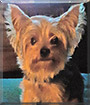 Reba Rey the Yorkshire Terrier