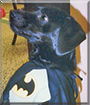 Batman the Labrador Retriever, Dachshund mix