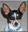 Pete the Toy Fox Terrier