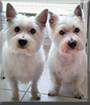 Scooby and Daisy the West Highland Terriers