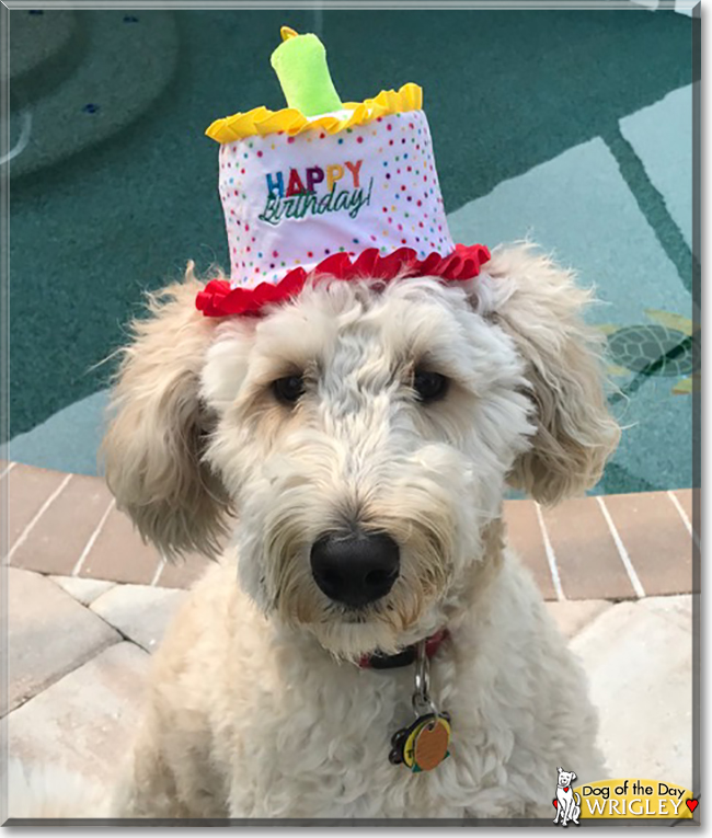 Wrigley the Golden Retriever, Poodle mix, the Dog of the Day