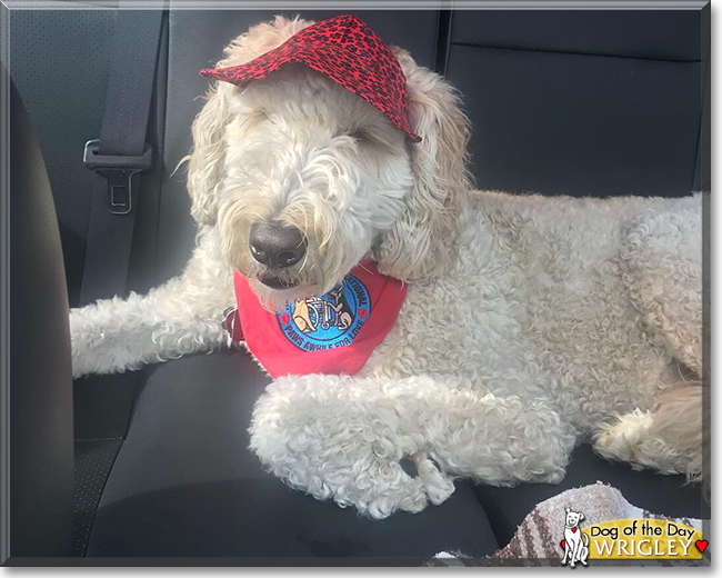 Wrigley the Golden Retriever, Poodle mix, the Dog of the Day