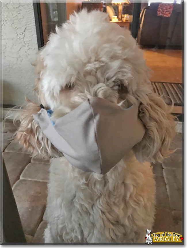 Wrigley the Golden Retriever, Poodle mix, the Dog of the Day