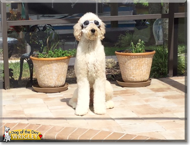 Wrigley the Golden Retriever, Poodle mix, the Dog of the Day