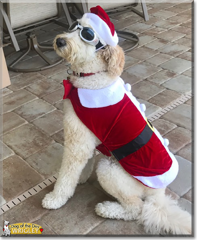 Wrigley the Golden Retriever, Poodle mix, the Dog of the Day