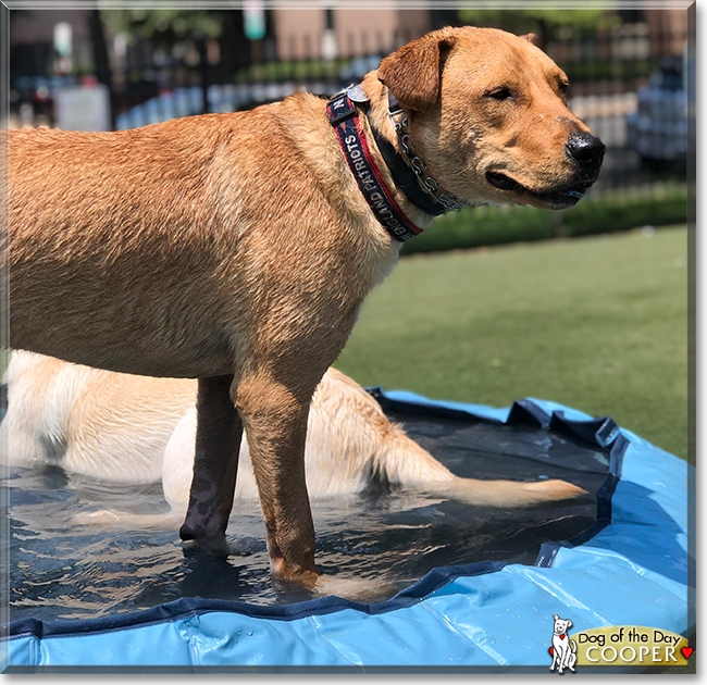 Cooper the Shepherd, Terrier mix, the Dog of the Day