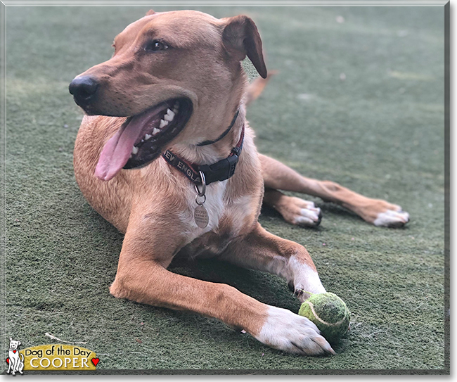 Cooper the Shepherd, Terrier mix, the Dog of the Day