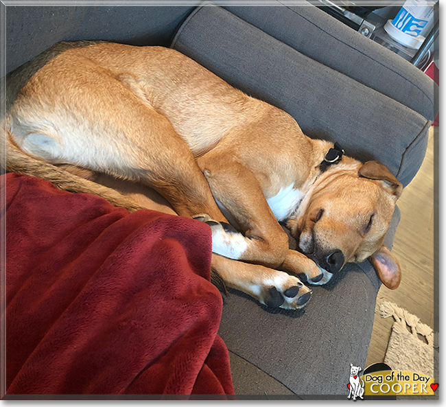 Cooper the Shepherd, Terrier mix, the Dog of the Day