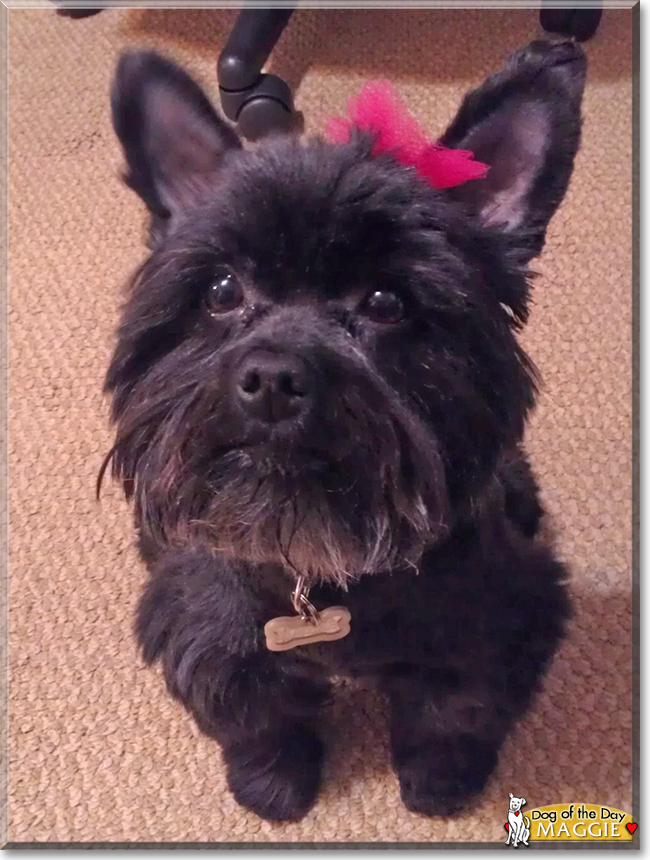 Annie the Chinese Crested mix, the Dog of the Day