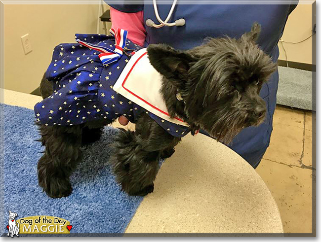 Annie the Chinese Crested mix, the Dog of the Day