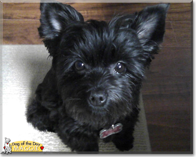 Annie the Chinese Crested mix, the Dog of the Day