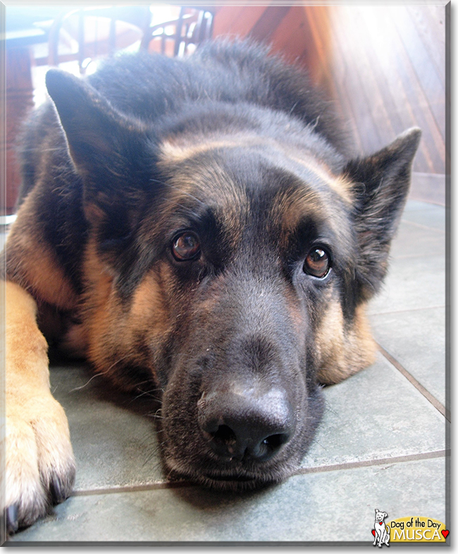 Musca the German Shepherd, the Dog of the Day